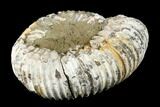 Iridescent, Jurassic Ammonite Fossil - Russia #181233-2